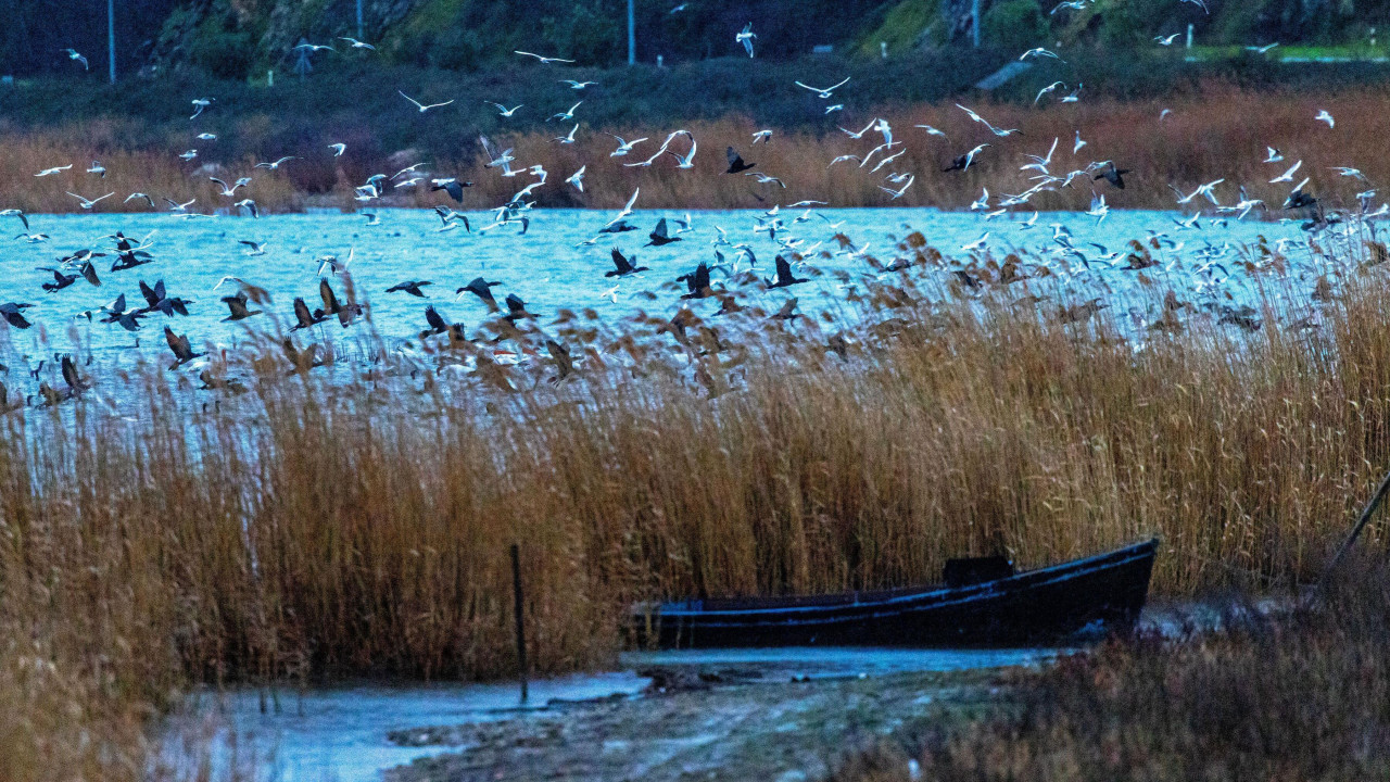ptice iznad Dojranskog jezera, čamac na obali 