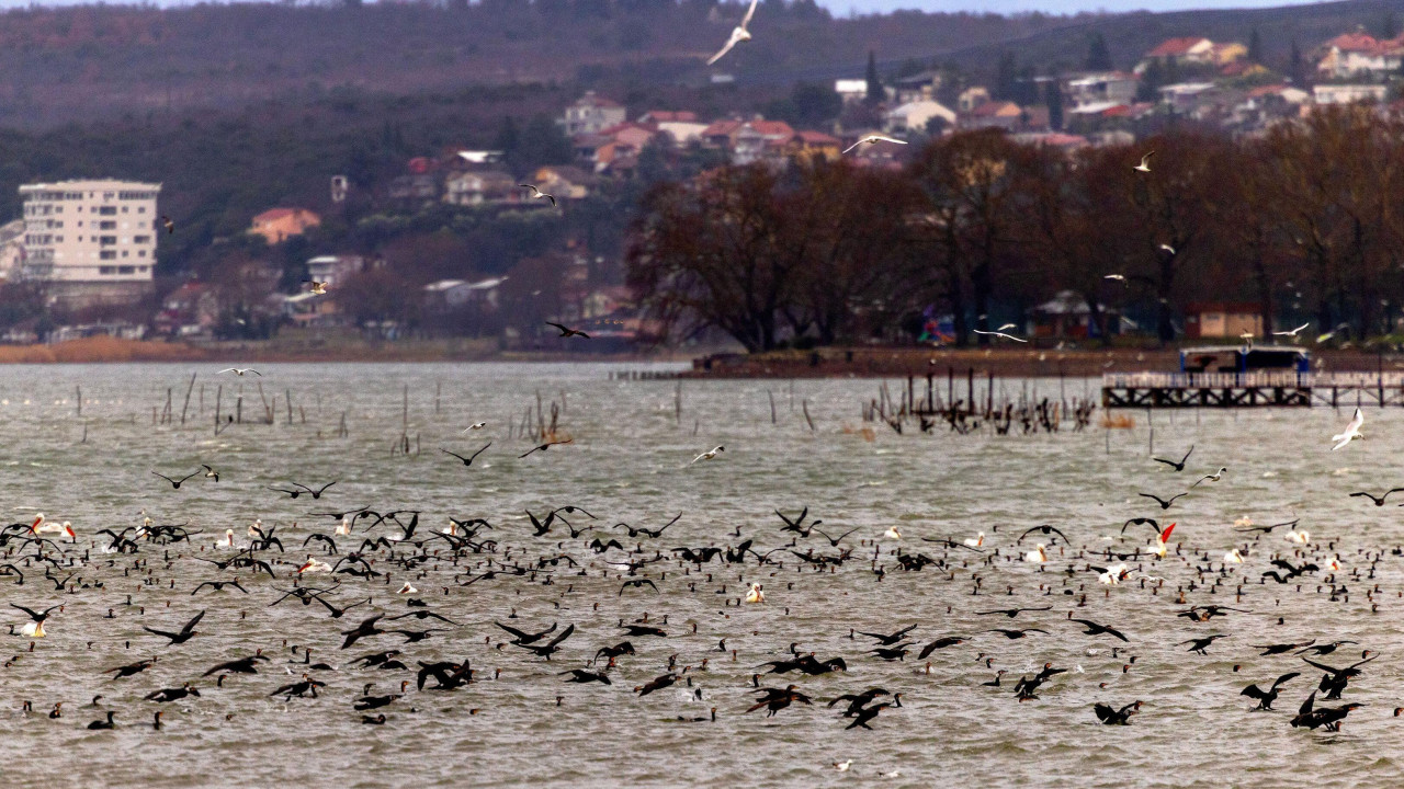 ptice iznad Dojranskog jezera
