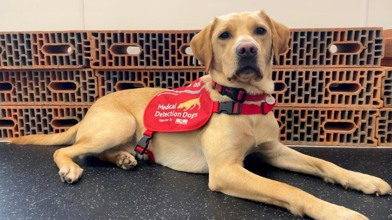Veliki pas boje peska nosi crveni pojas sa natpisom „Medical Detection Dogs“. Iza njega se nalaze cigle koje se koriste u treningu za prepoznavanje mirisa.