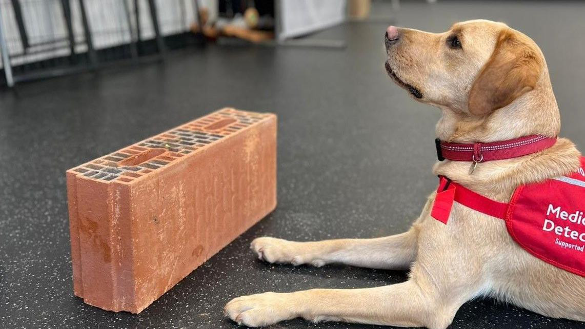 Veliki pas u boji peska nosi crveni pojas sa natpisom „Medical Detection Dogs“. Čili leži ispred velike narandžaste cigle koja se koristi u treningu.