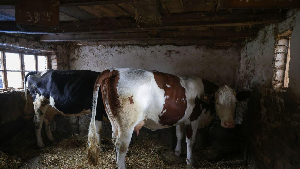 krave u štali 