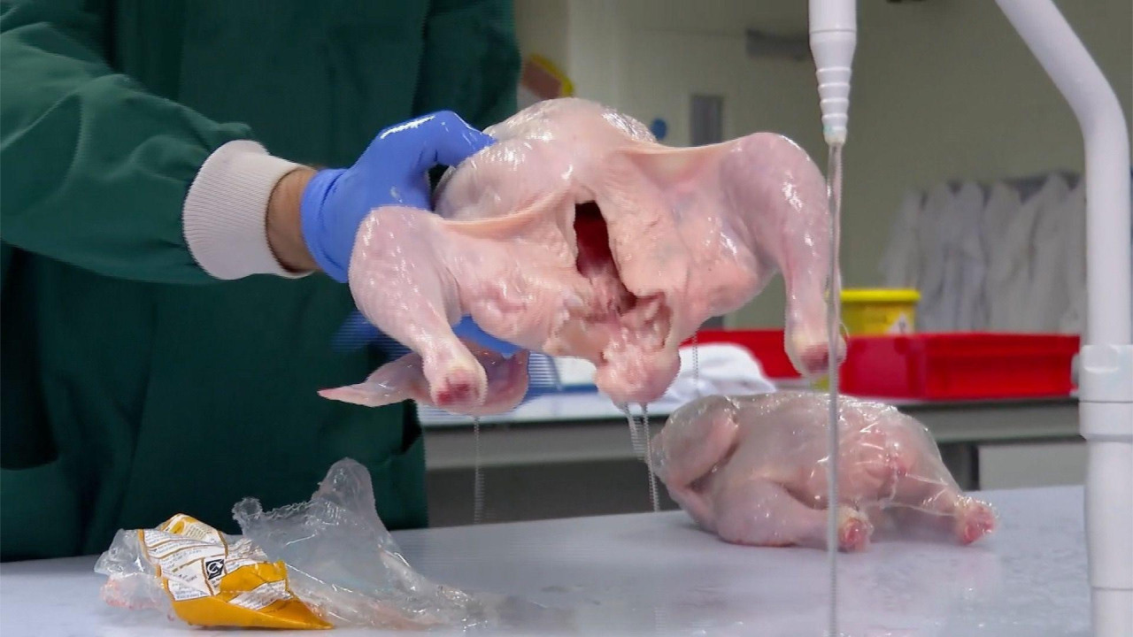 
                    Osoba koja nosi plave rukavice za jednokratnu upotrebu drži celo sirovo pile pod mlazom vode u laboratoriji. Još jedno umotano sirovo pile stoji sa strane. Laboratorijski