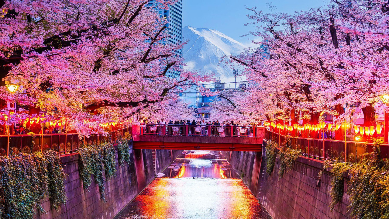 An image of people looking at cherry blossoms while standing on a bridge. A mountain can be seen in the background. 