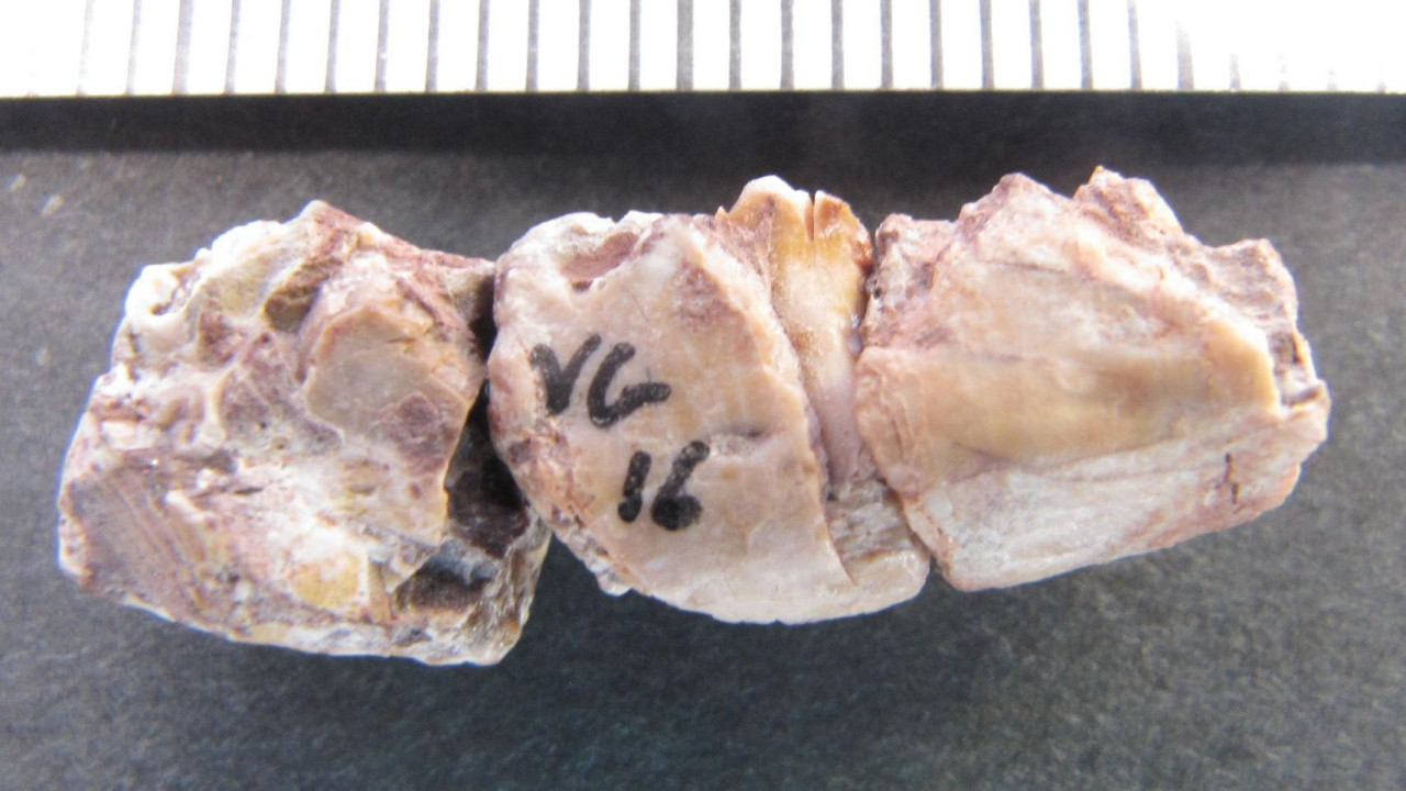 Fragment zubne (donje vilične) kosti