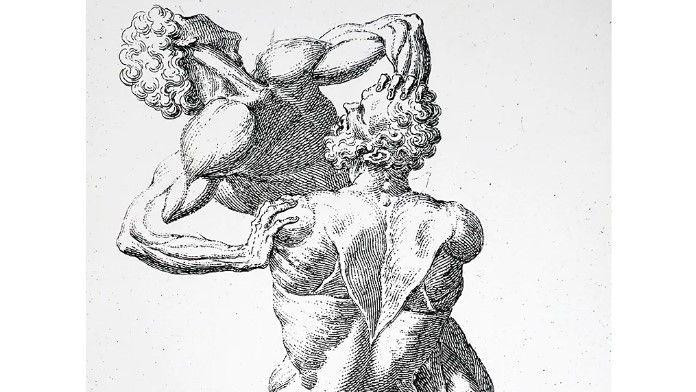 Anatomski crtež dve figure bez kože koje se rvaju iz 1741. godine podseća na skulpturu Herkula i Anteja iz 16. veka