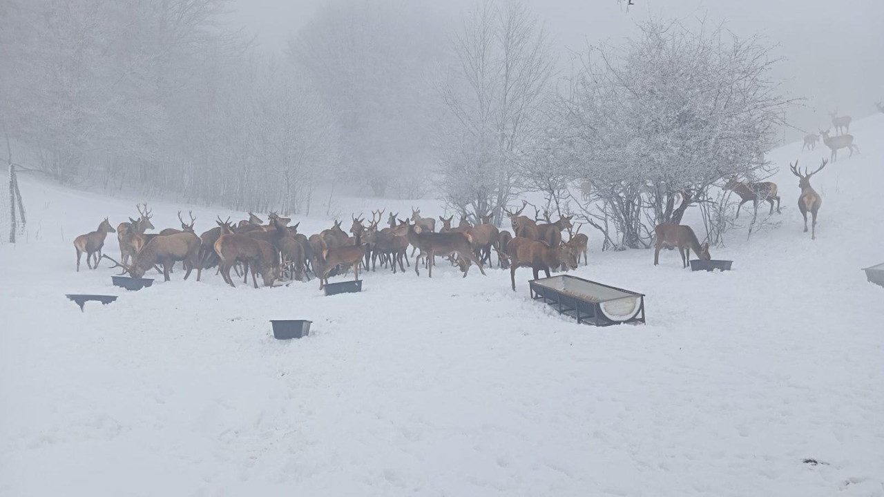 jeleni na snegu u drugom planu, u prvom planu hranilica