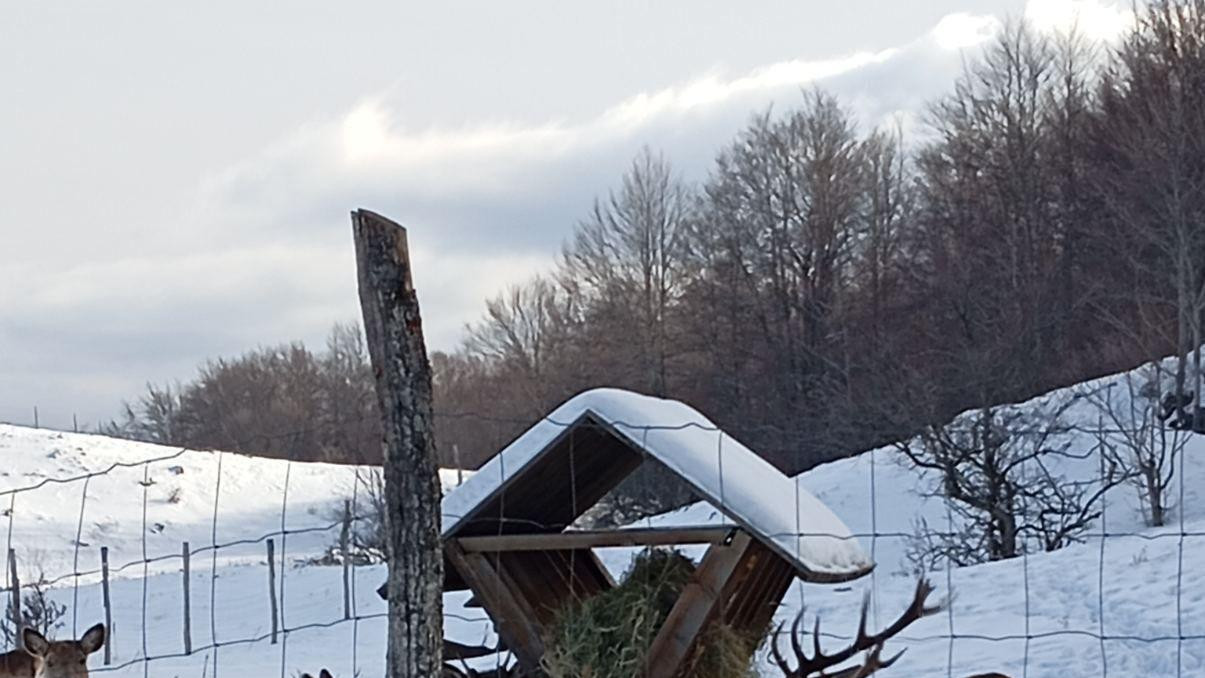 jeleni iza žičane ograde, okupljeni oko hranilice