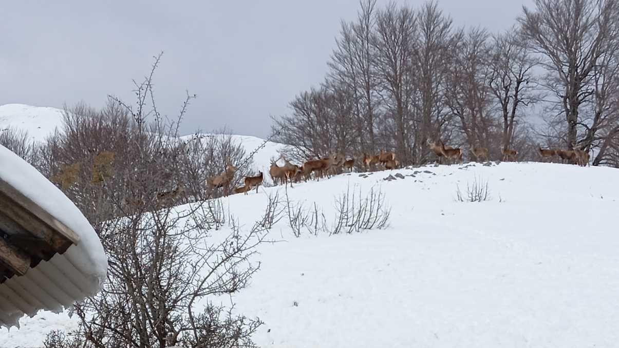 muškarac u zelenoj jakni okrenut leđima gleda u pravcu jelena, koji su na brdu između drveća 