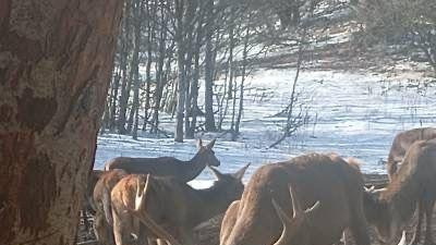 jelen s velikim rogovima na hranilištu 