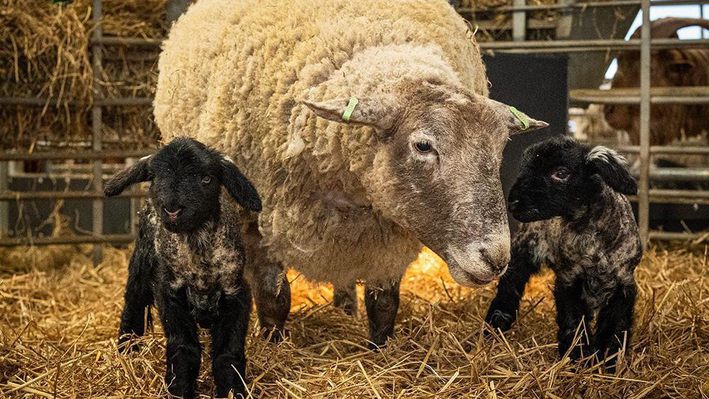 Fiona sa muškim i ženskim jagnjetom