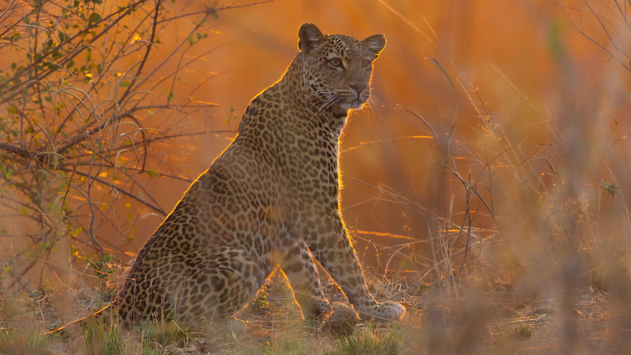 leopard