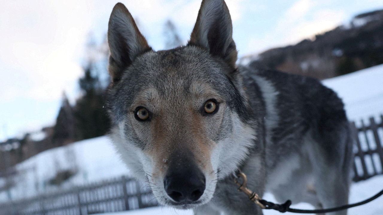 pas, pas na olimpijskim igrama, pas nazgul