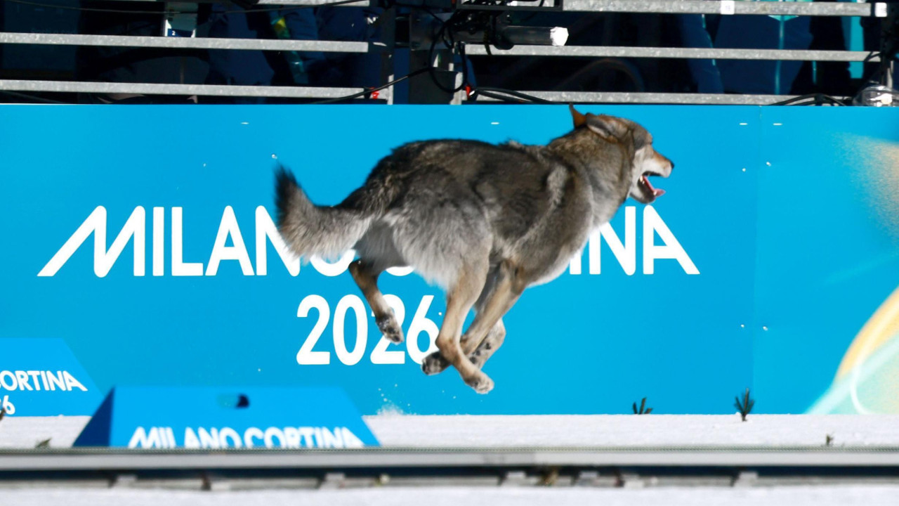 Pas na stazi tokom kvalifikacija u ženskom timskom sprintu u skijaškom trčanju na Zimskim olimpijskim igrama u Italiji 2026.