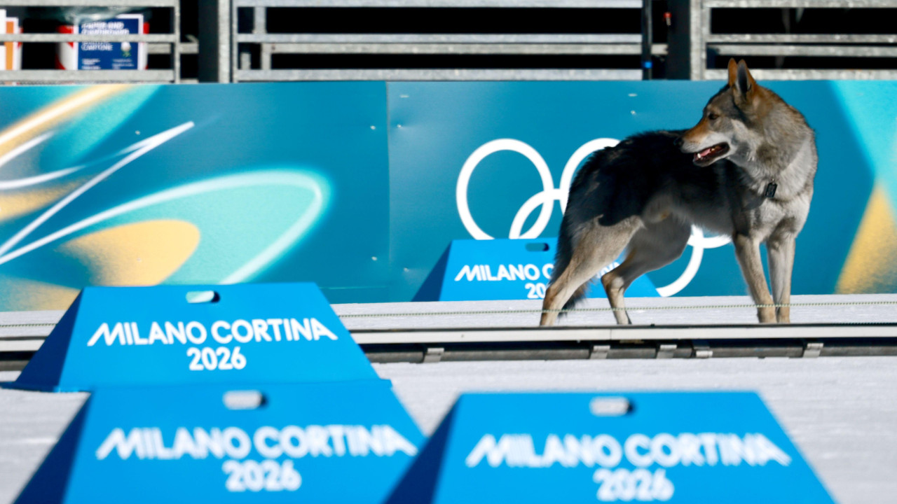 Pas na stazi tokom kvalifikacija u ženskom timskom sprintu u skijaškom trčanju na Zimskim olimpijskim igrama u Italiji 2026.