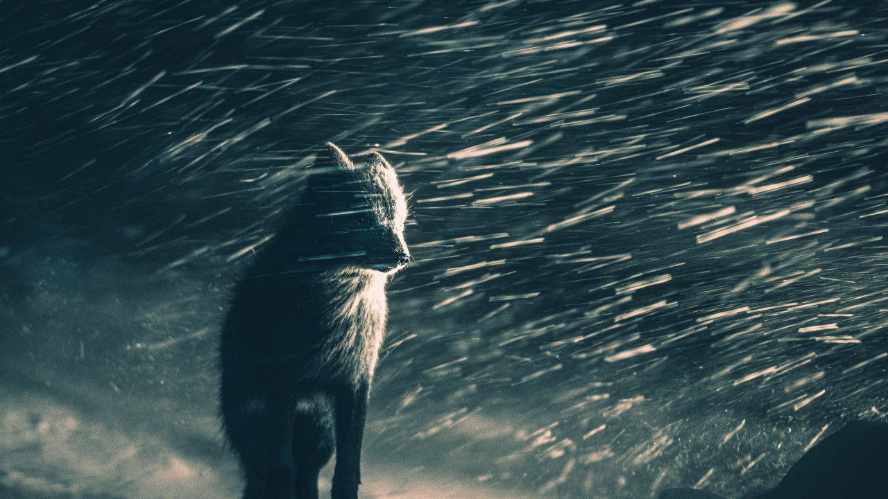 Plava polarna lisica u mećavi, fotografisana na poluostrvu Varangeru u Norveškoj.