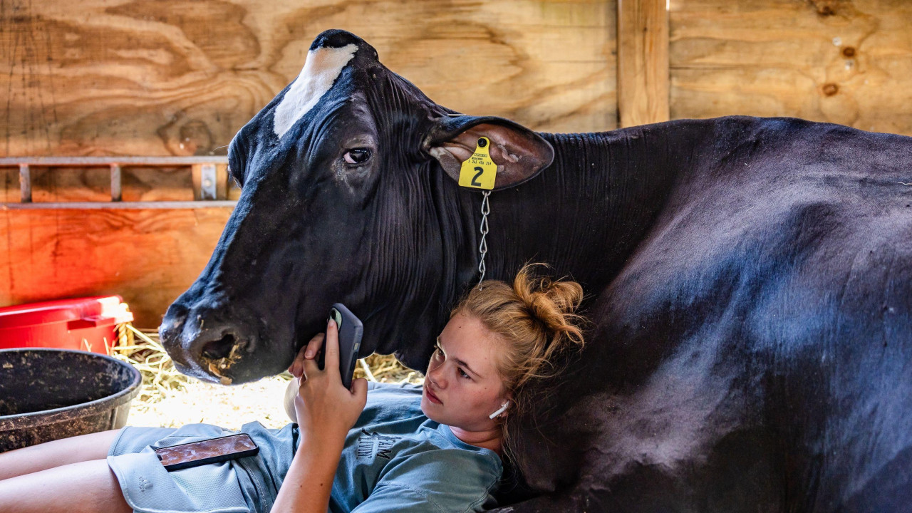 Šarlot i Doli, autora Vanta Koda III iz Sjedinjenih Američkih Država (SAD), prikazuje mladu ženu i njenu kravu kako se odmaraju i rashlađuju u štali na letnjoj temperaturi od 32 stepena Celzijusa, između događaja na 100. Državnom sajmu Zapadne Virdžinije u Luisburgu