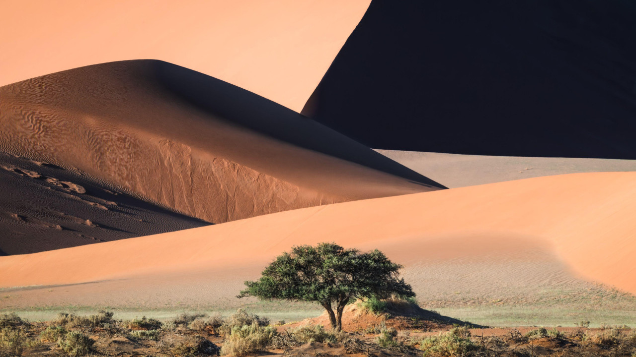 Drvo sa bogatom zelenom krošnjom ispred peščanih dina