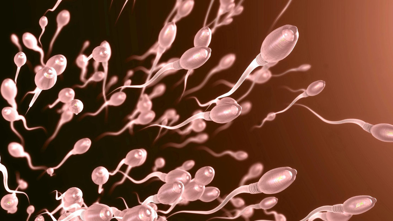 Spermatozoidi 