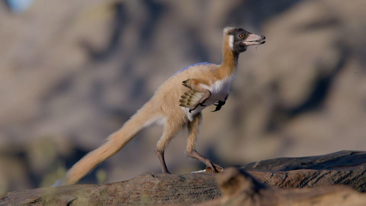 Sićušni dinosaurus prekriven perjem