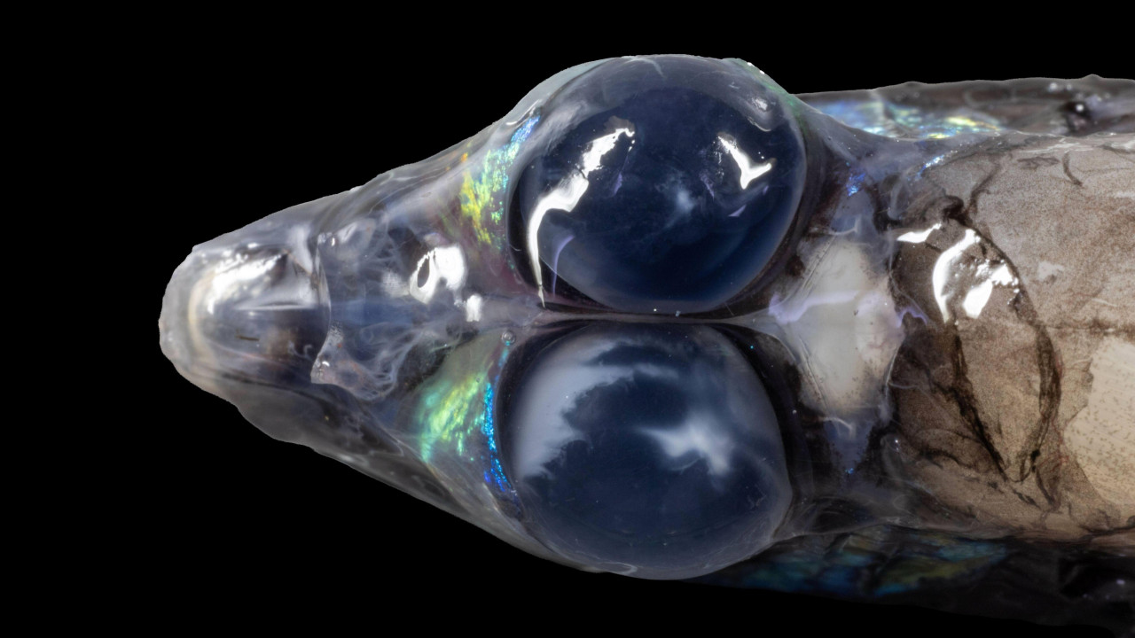 A barreleye (Opisthoproctus soleatus) seen from above with bulbous eyes swims in the deep sea - there is a dark black background due to its depth