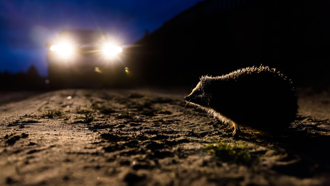 Jež na poluosvetljenom putu