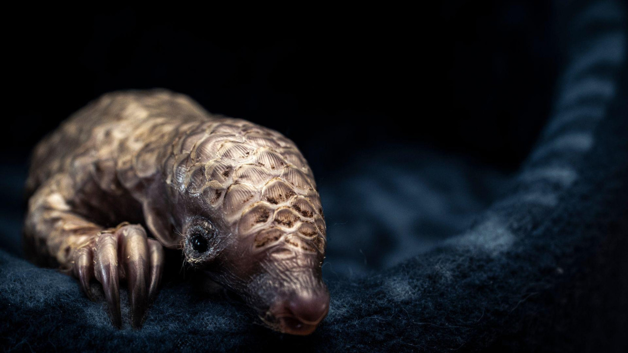 Mali pangolin