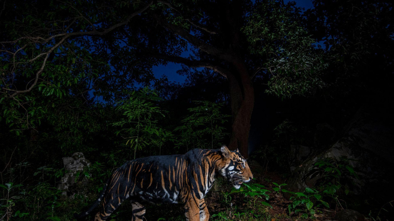 Tigar   