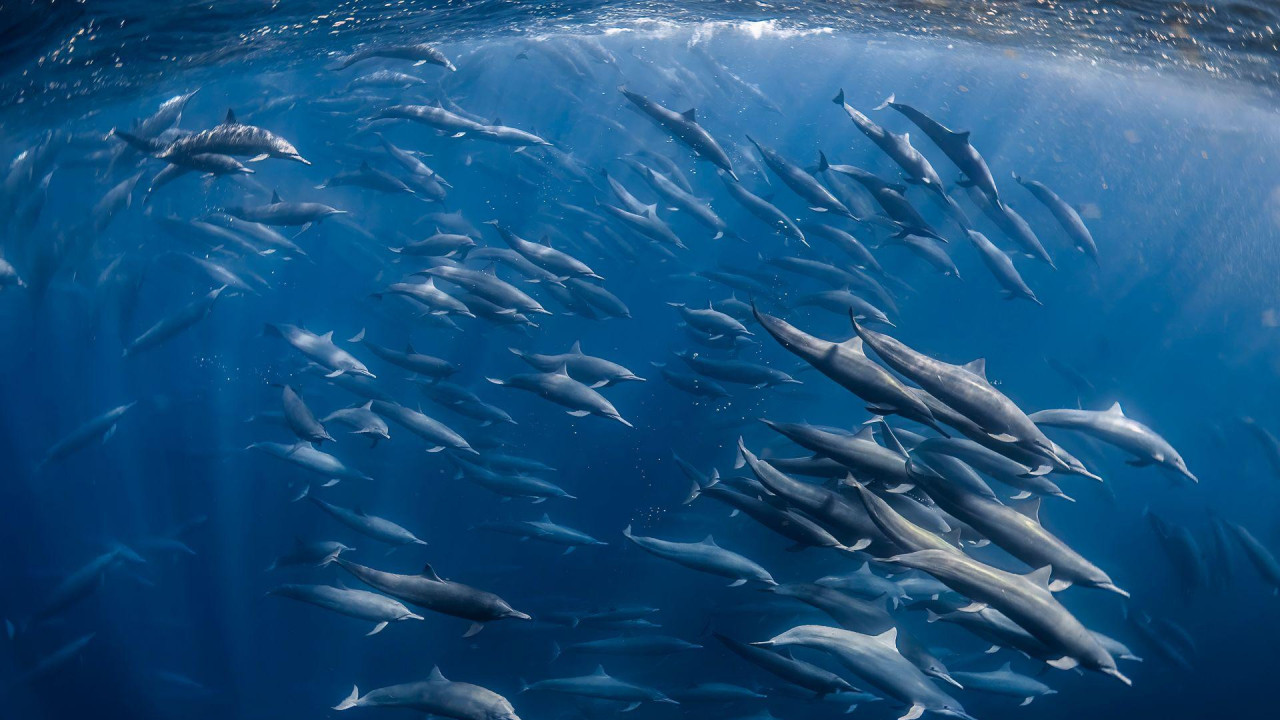 Delfini   