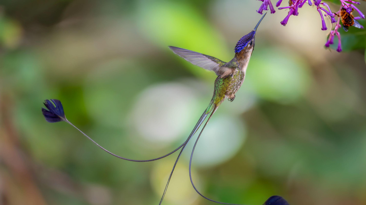 Kolibri 
