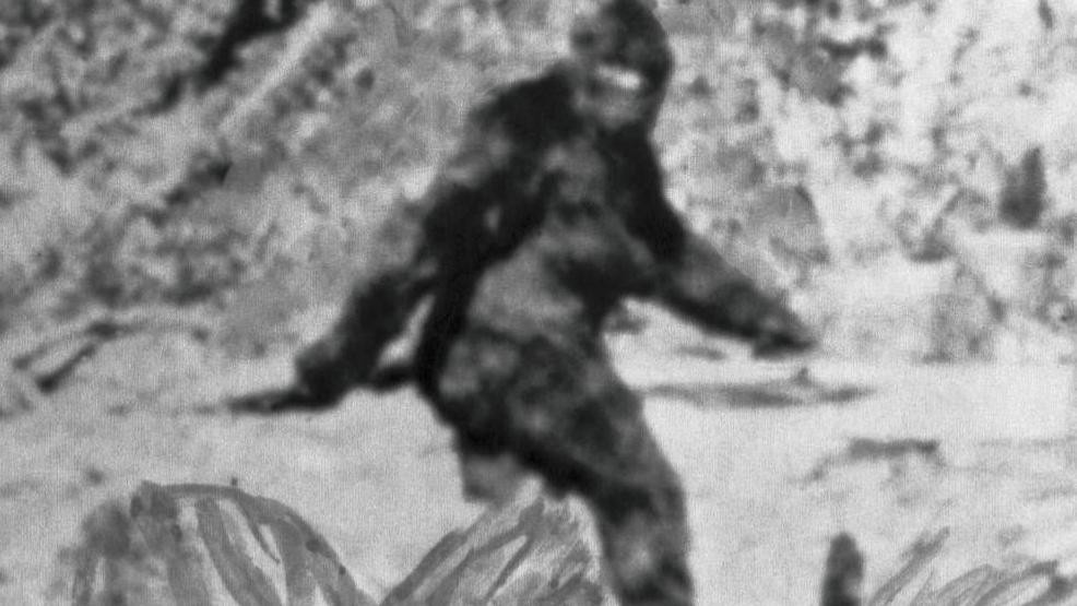 
                    Black and white photograph of Bigfoot, who is a tall ape-like figure covered in black fur. He is pictured walking from the side, swinging his left arm in front of his bod