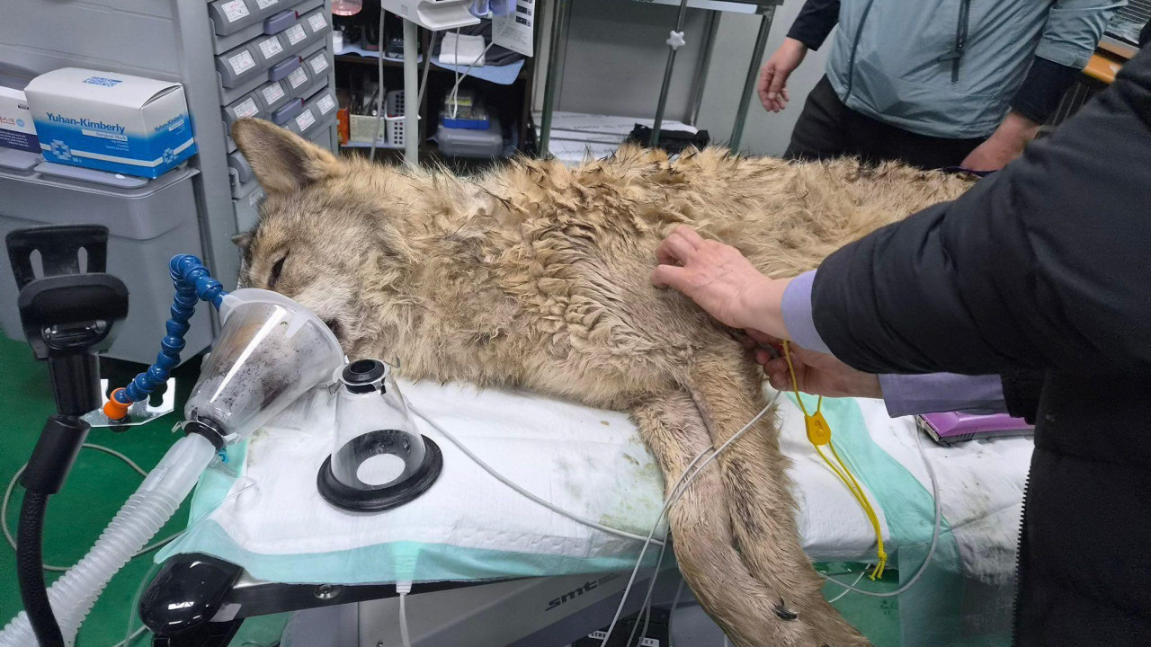 uhvaćen vuk koji je pobegao iz zoološkog vrta