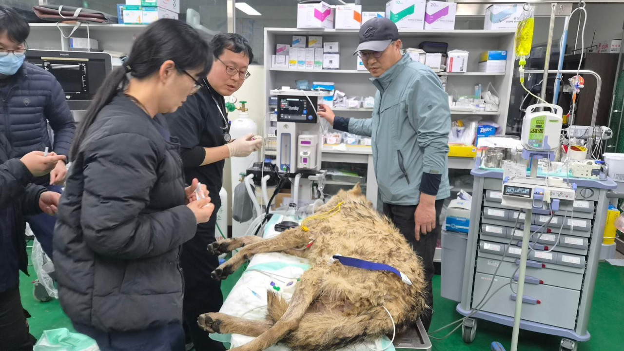 veterinari pregledaju vuka