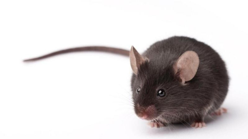 Miš