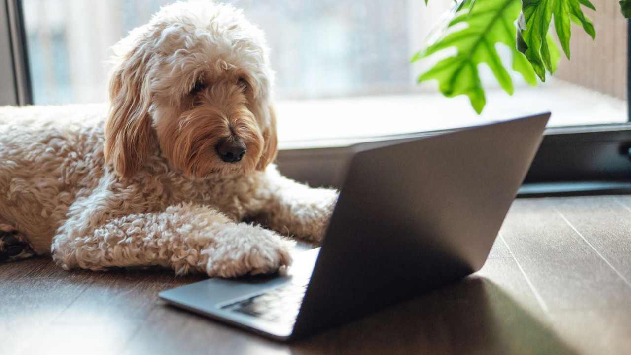 Svetlosmeđi pas leži na drvenom podu, sa prednjim šapama na otvorenom laptopu, dok se u pozadini vide prozor i biljka