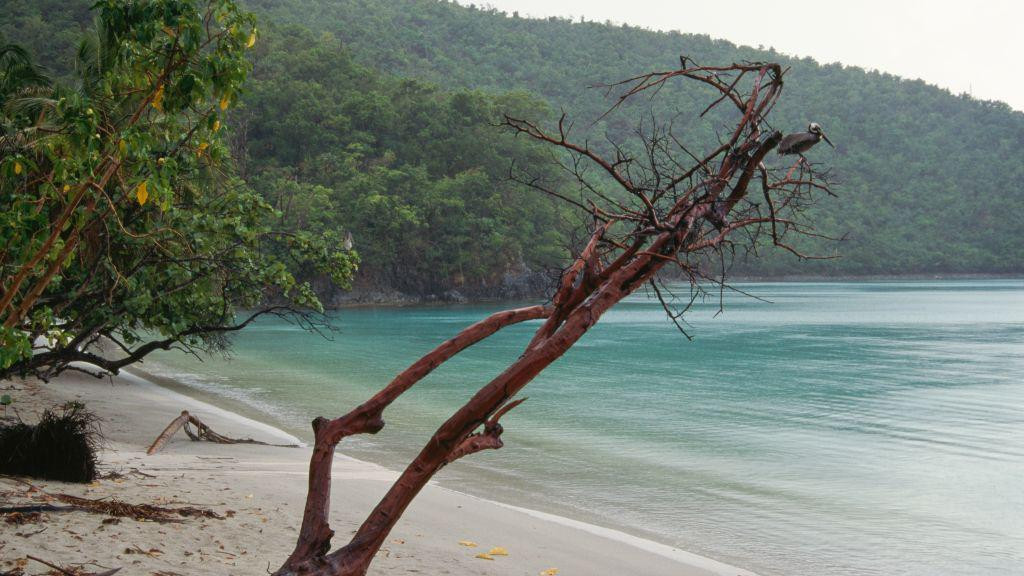 Plaža na Američkim Devičanskim Ostrvima