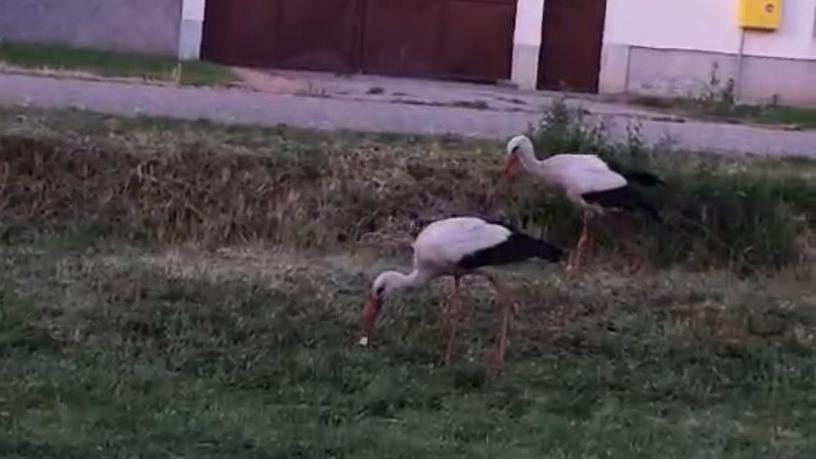Roki i Rajka u šetnji ispred Jelenine kuće 