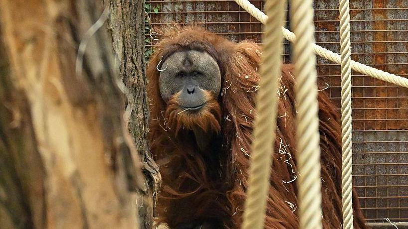 Orangutan u prirodi među konpcima 
