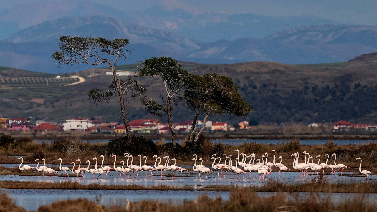 Flamingosi u jezeru, iza njih u daljini naselje