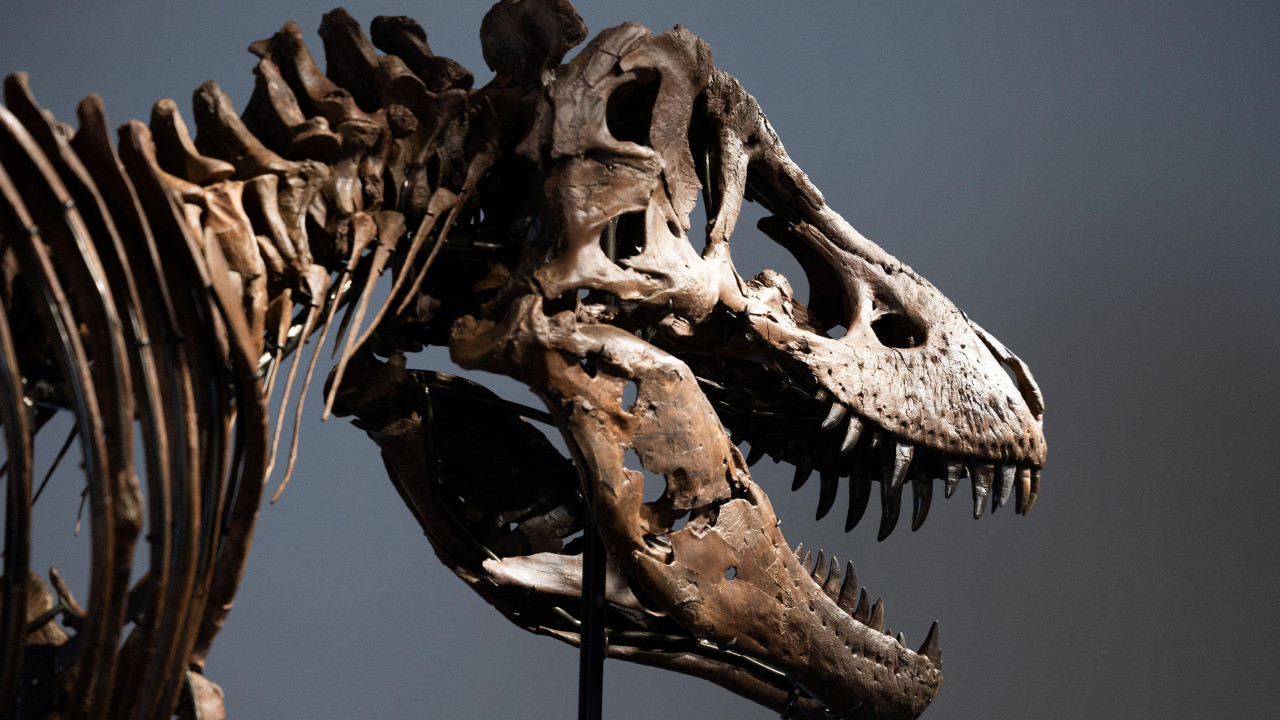 dinosaurus, najskuplji dinosaurus, t-reks