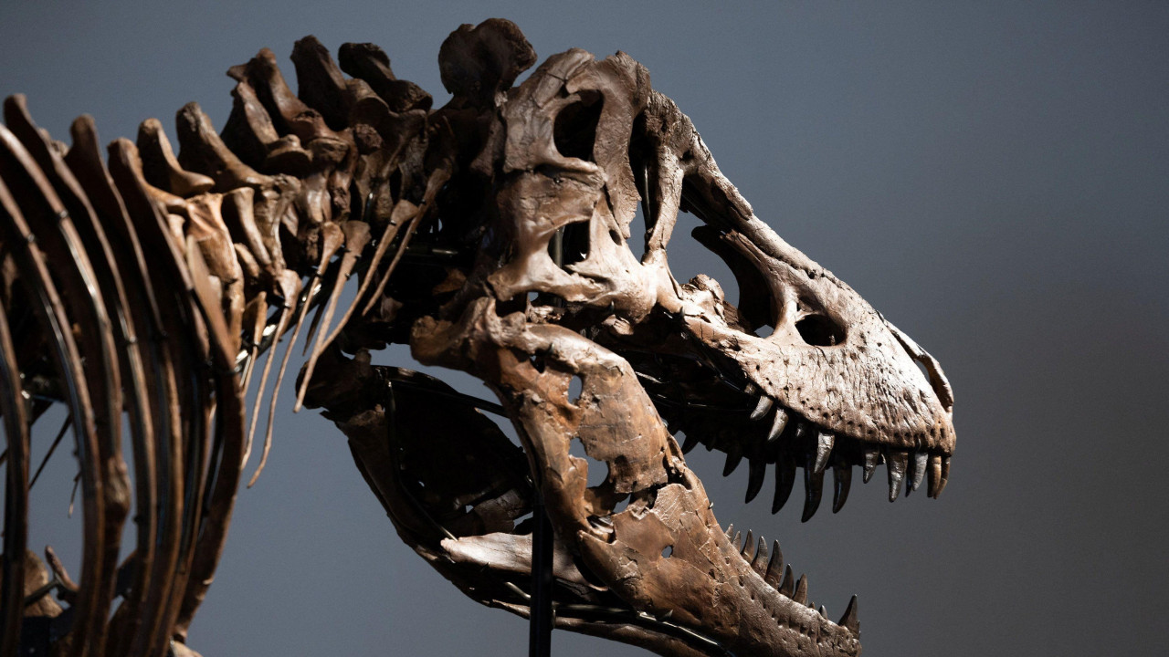 dinosaurus, aukcija