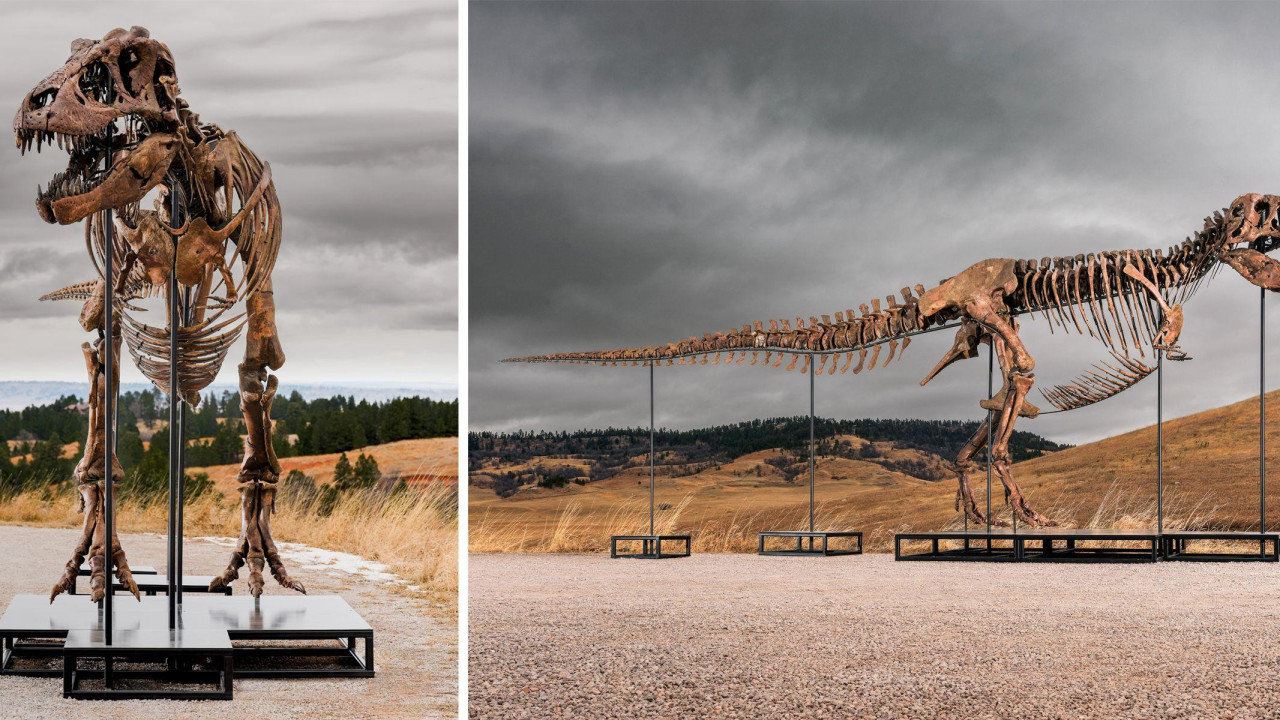 dve fotografije skeleta tiranosaurusa Gasa jedna pored druge 