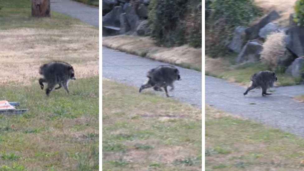 džimoti na tri fotografije 