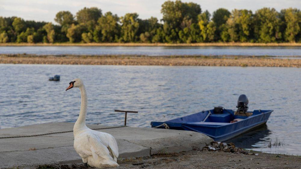 dunav, nizak vodostaj dunava, dunav kod slankamena