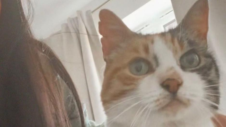 Charlie, who has a white and tortoise-shell coloured face