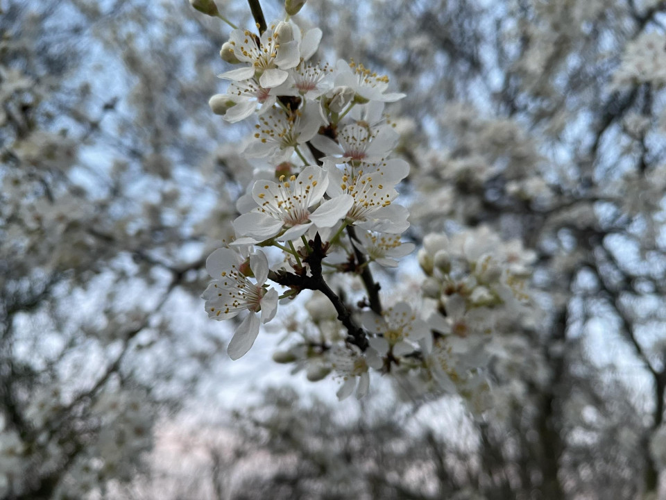 FOTO: A. Stepanović