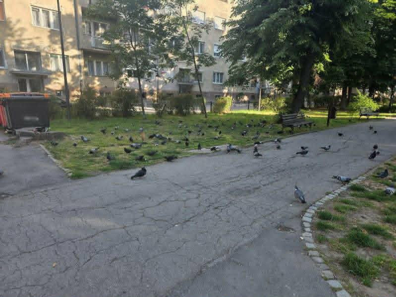 Foto: JKP Komunalne službe