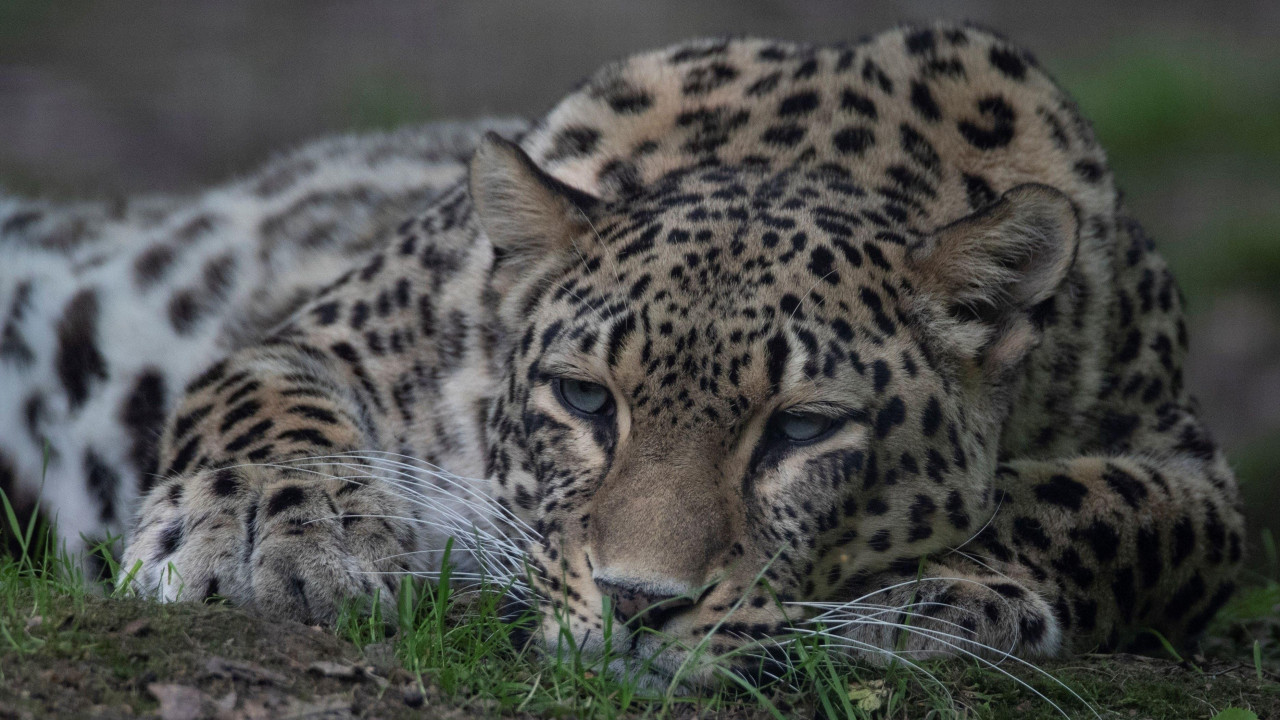 Krupni kadar leoparda koji leži na travi otvorenih očiju