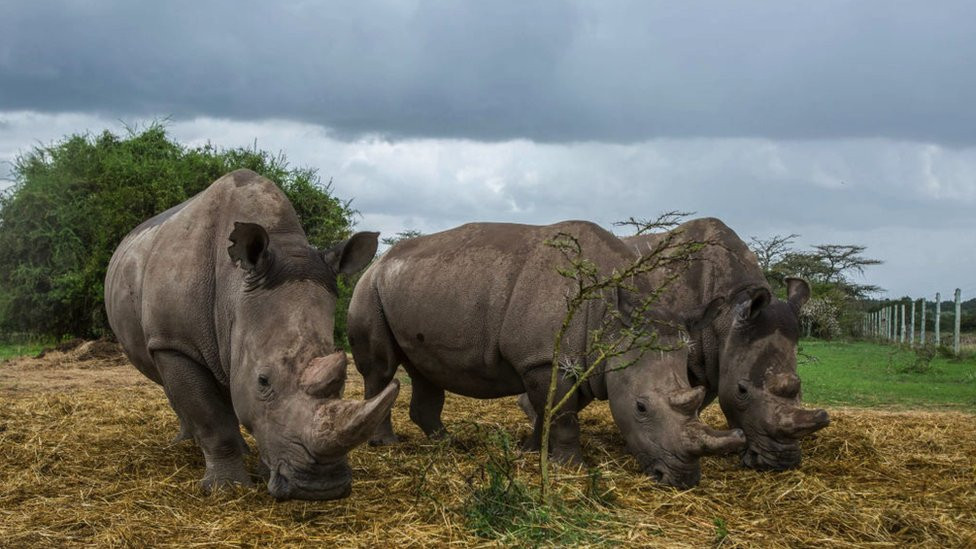 Najin and Fatu grazing with a southern white rhino female at Ol Pejeta nature reserve.