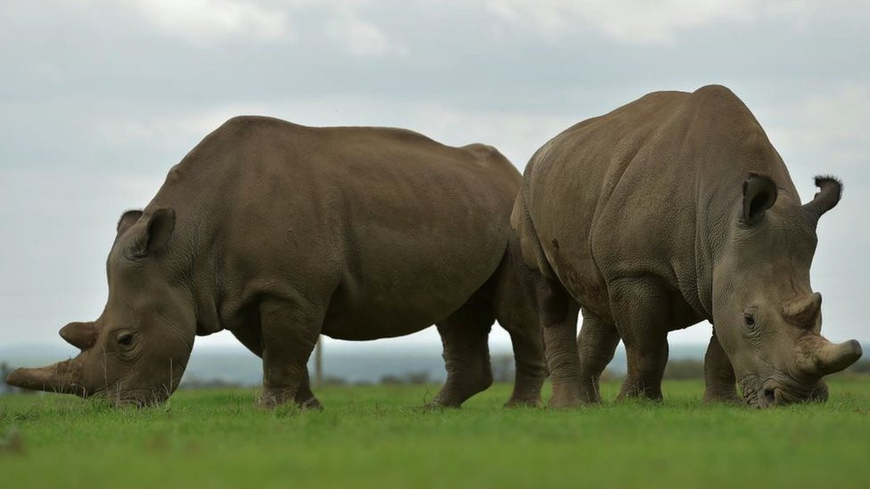 Najin and Fatu grazing in open pasture.