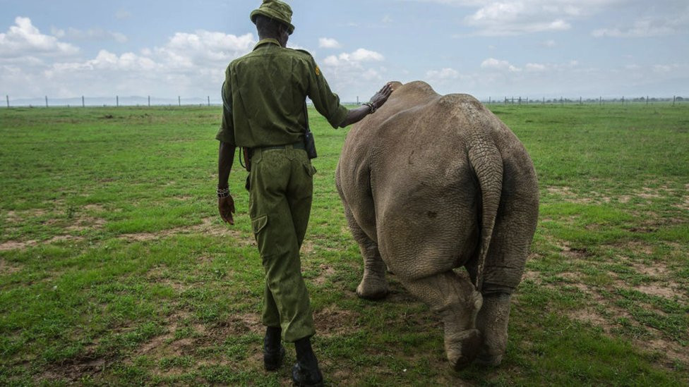 Najin or Fatu being led into a pasture by a caretaker